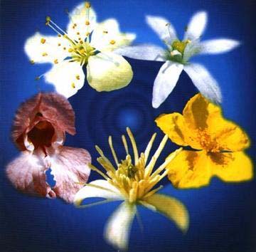 floriterapia fiori di bach